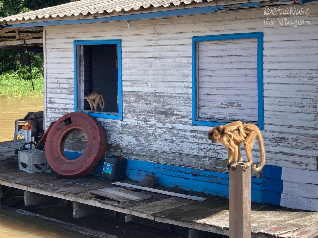 Em um dia de passeio de barco em Manaus é possível conhecer o Encontro das Águas, uma aldeia indígena, encontro com o boto-cor-de-rosa e mais. Macacos próximo do Parque Janauary.